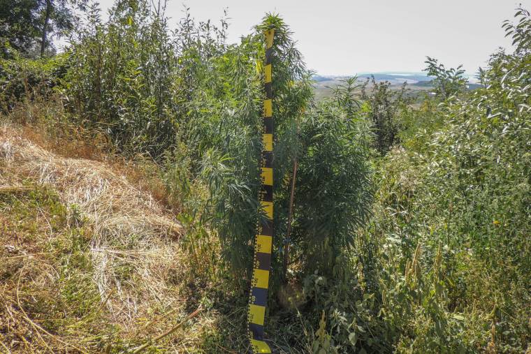 Drogdílerekre csaptak le Maros és Hargita megyében is