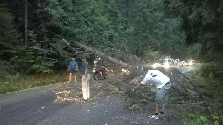 Útra dőlt egy fa a Libán-tetőn
