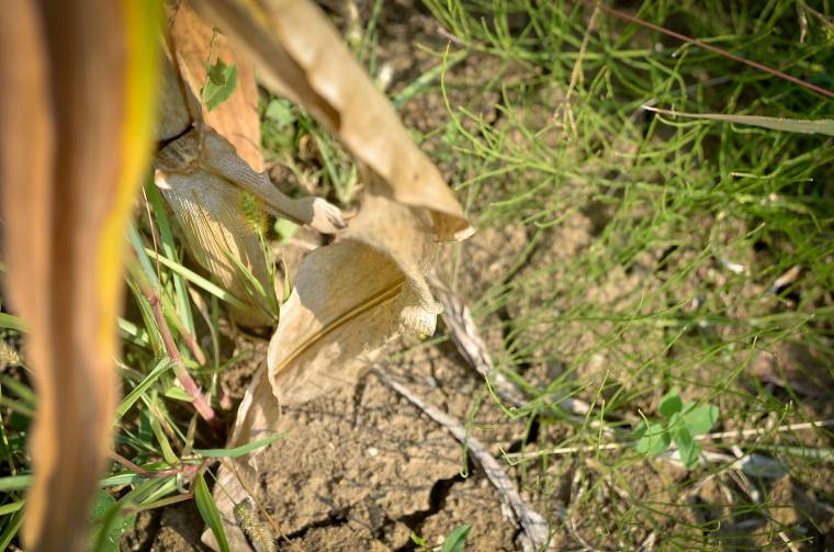 Kevesebb lesz a szárazság miatt járó kártérítés