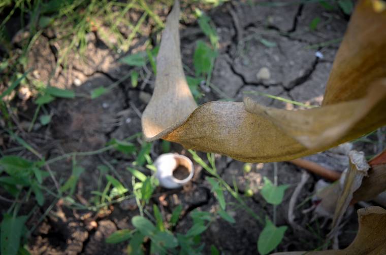 Egyre növekszik az aszály sújtotta termőföldek területe Romániában