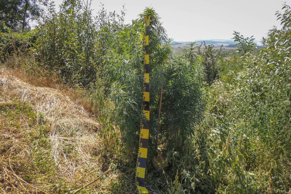 Kültéri és beltéri kanabiszültetvényt is azonosítottak a hatóságok az akció során. Képünk illusztráció •  Fotó: Hargita Megyei Rendőr-főkapitányság