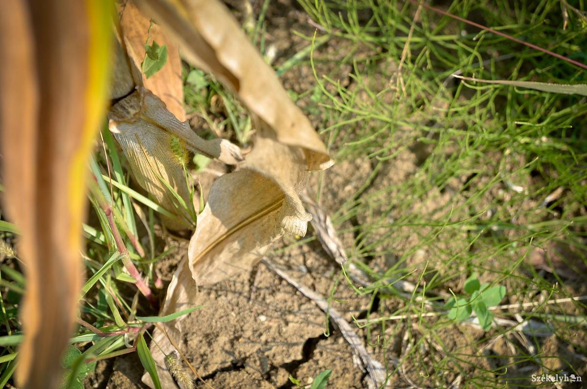 &bullet;  Fotó: Barabás Ákos