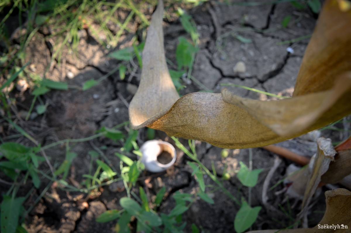 •  Fotó: Barabás Ákos