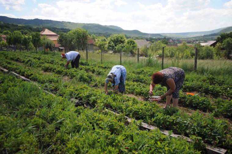 Gyümölcsös gazdaság tucatnyi ajándék epertőből
