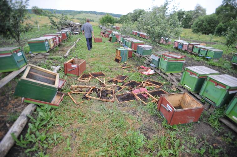 Medve tört be egy székelyderzsi tanyára