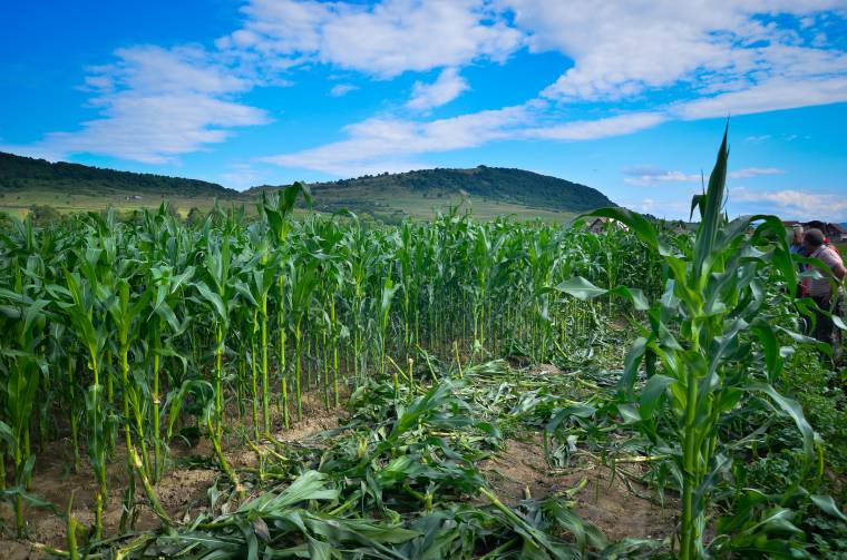 „Vadtehenek” garázdálkodnak a terményben