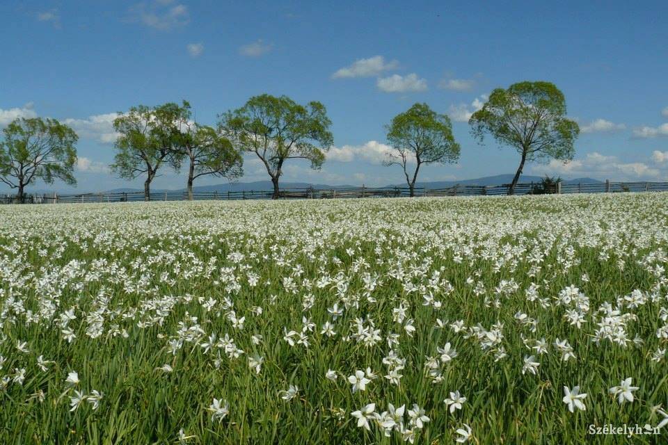 &bullet;  Fotó: Balint Imre Elemér