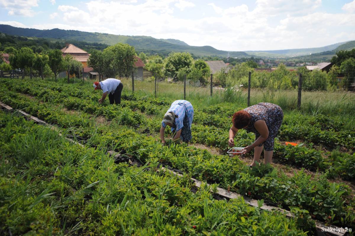 &bullet;  Fotó: Thomas Campean