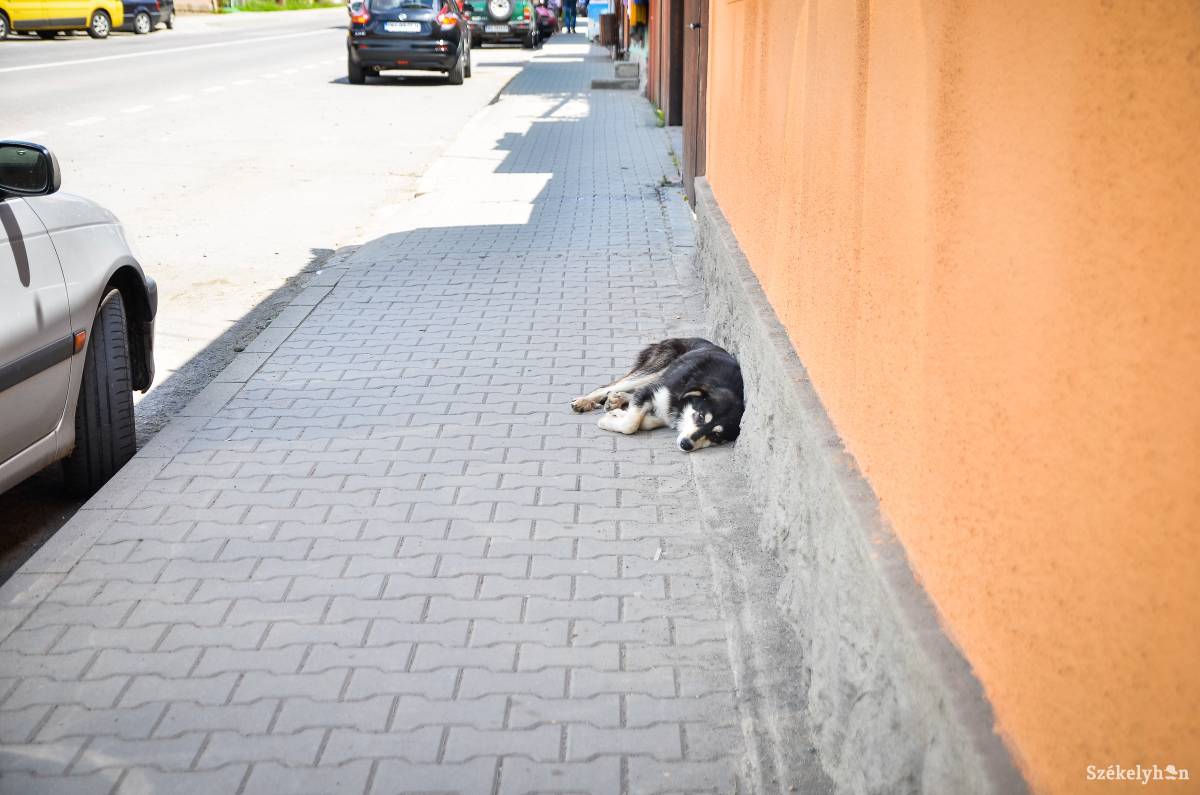 &bullet;  Fotó: Barabás Ákos