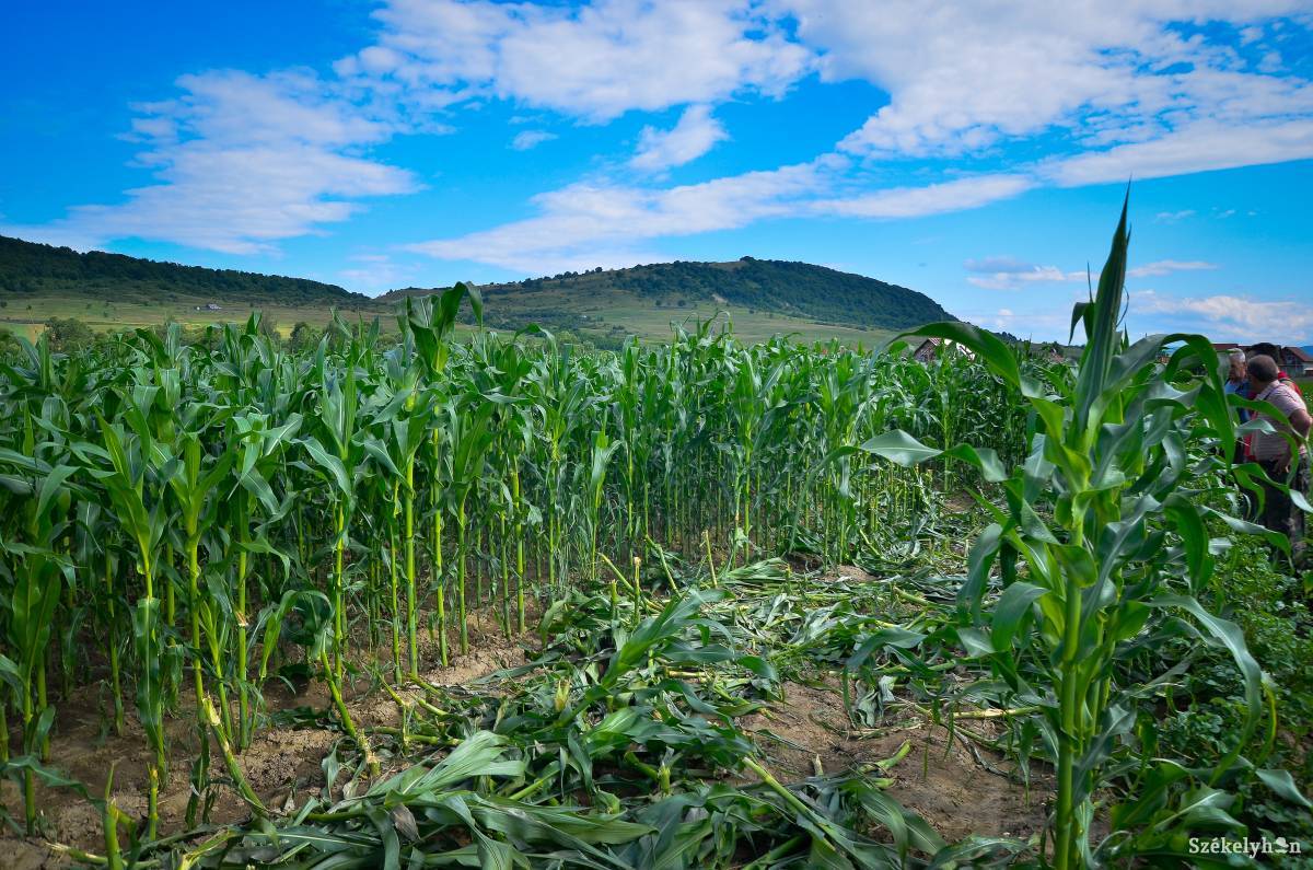 &bullet;  Fotó: Barabás Ákos