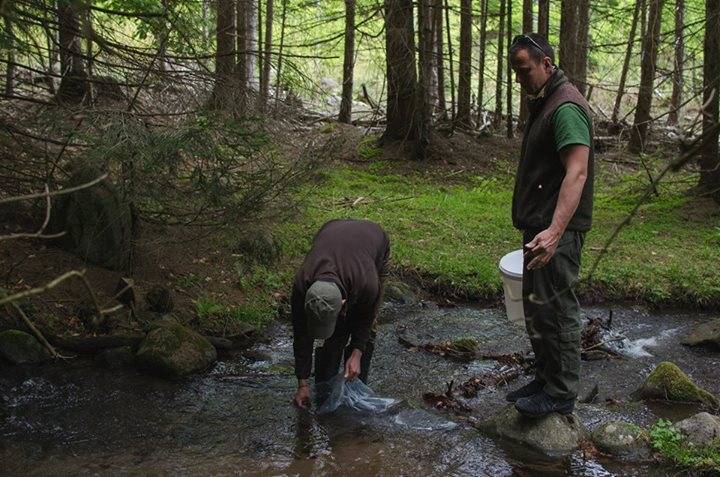 Ötvenötezer halivadékkal gazdagodtak a folyóvizek