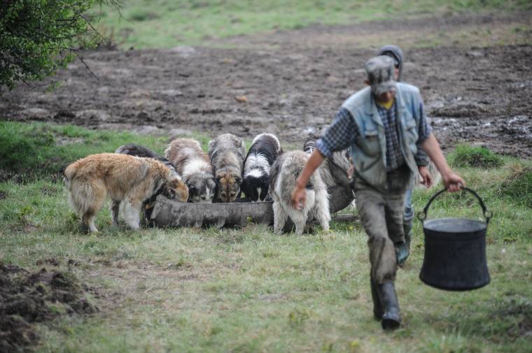 Ellenőrzik, hogy mennyi kutyát tartanak a juhászok