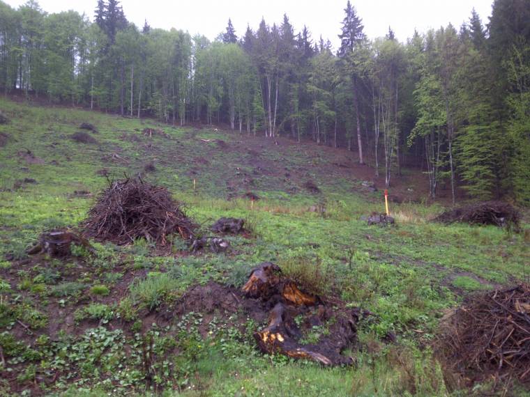 Erdőt gyógyítanak Ivóban