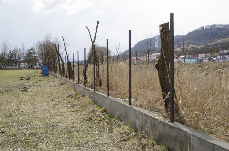 Csak a fatörzsek maradtak