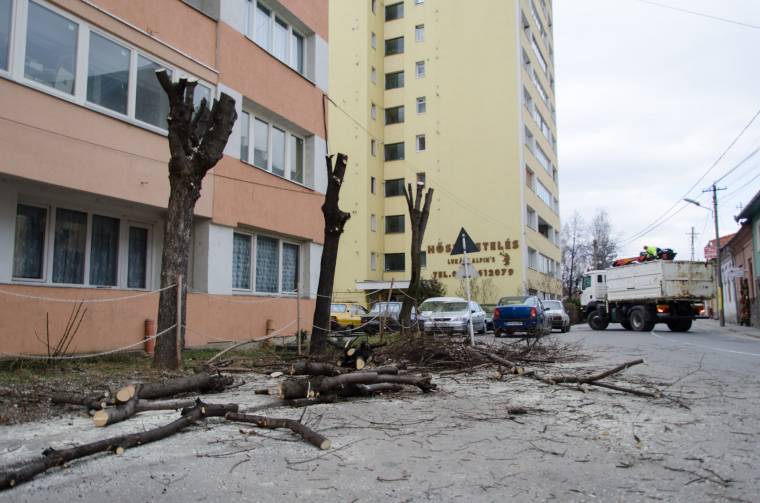 Felháborodás a fametszés miatt