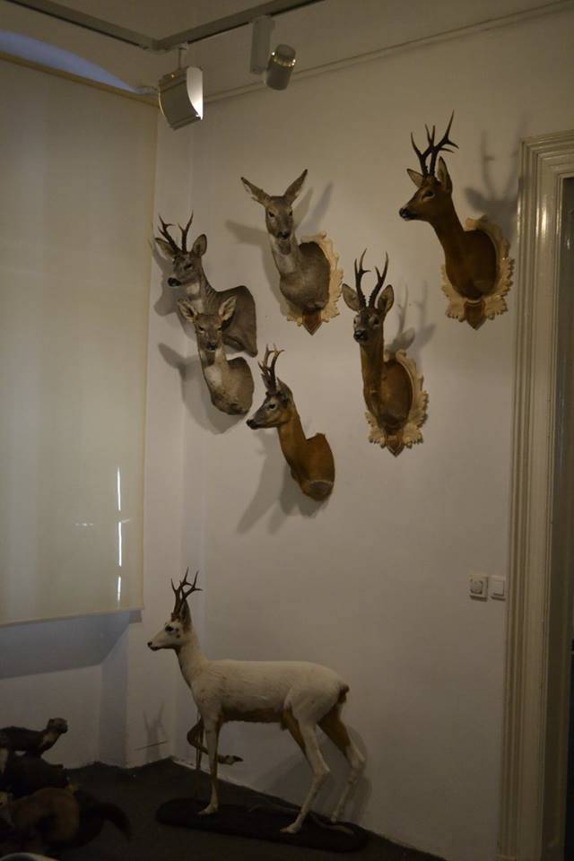 Trófeakiállítás a Haáz Rezső múzeumban