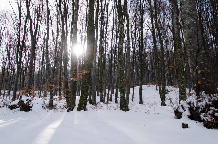 Erdőgazdálkodás kiszámíthatatlan tényezőkkel