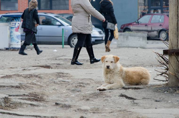 Tavaly mintegy száz kutyát fogtak be