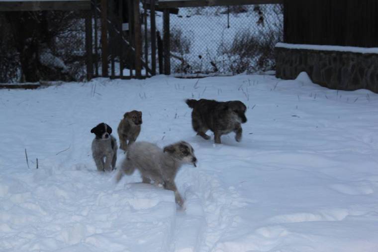 Több a kutya az utcákon Székelyudvarhelyen