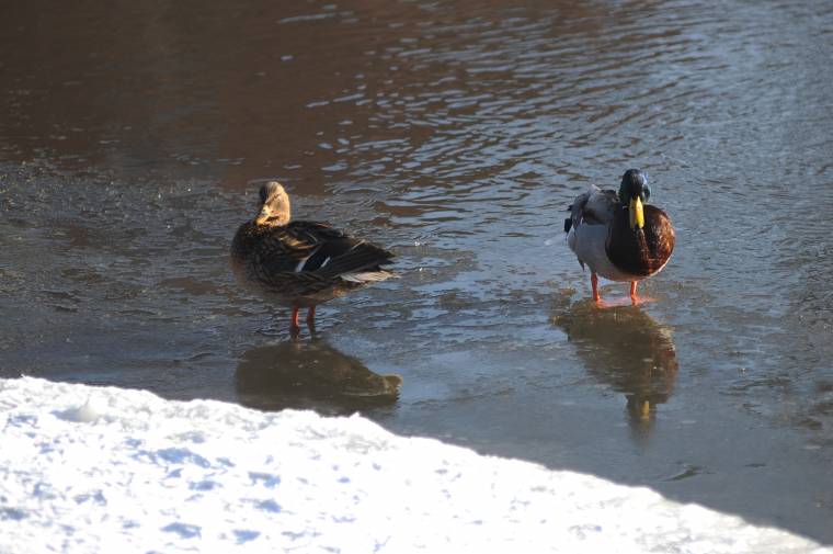 Közel kétszáz tőkés réce él Udvarhelyszéken