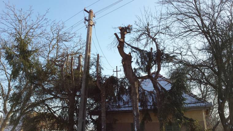 Fenyőfákat csupaszítottak le az Electrica munkatársai