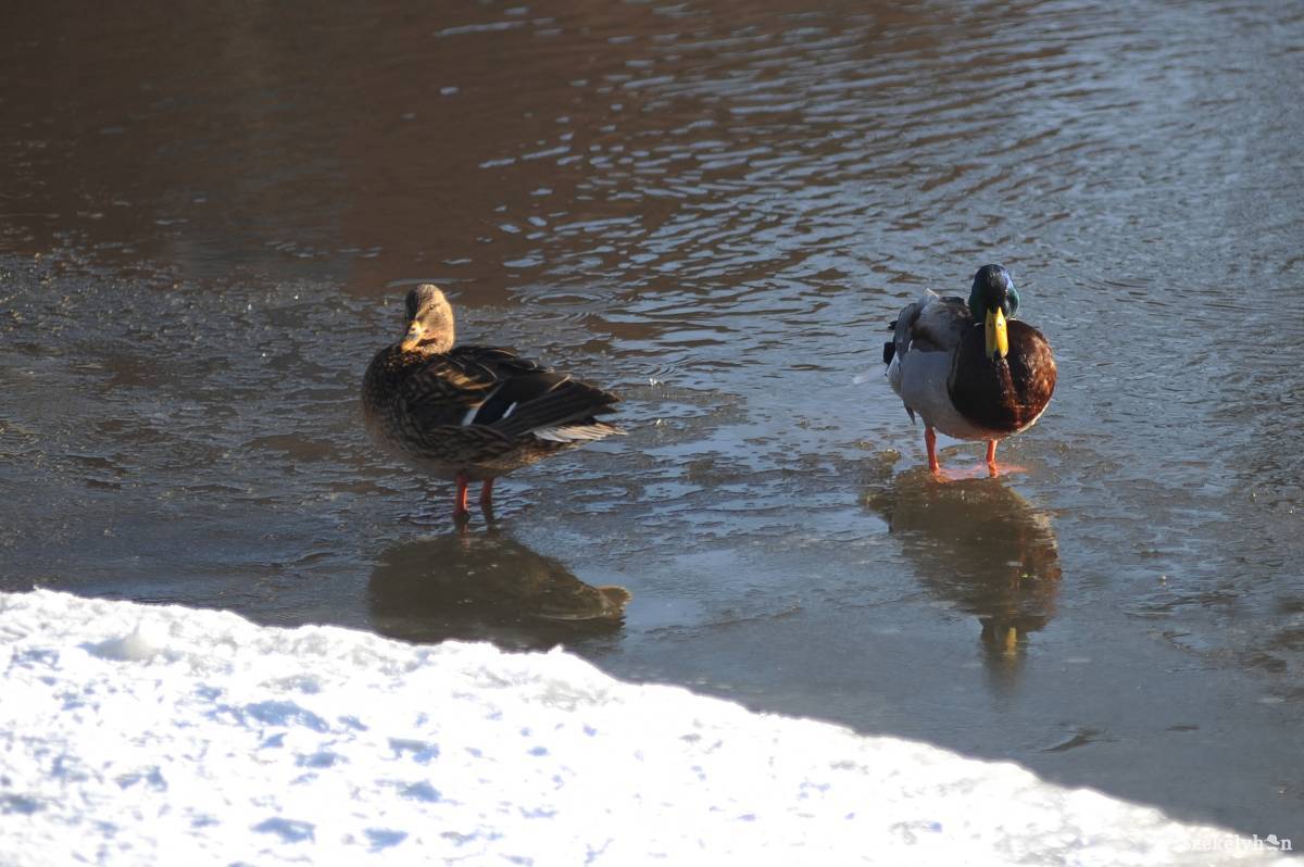 &bullet;  Fotó: Thomas Campean