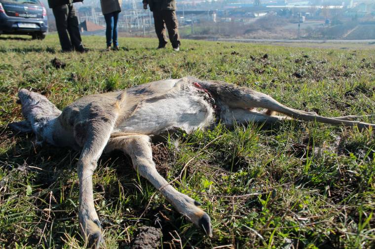 Elszaporodtak az őzek Székelyudvarhely környékén