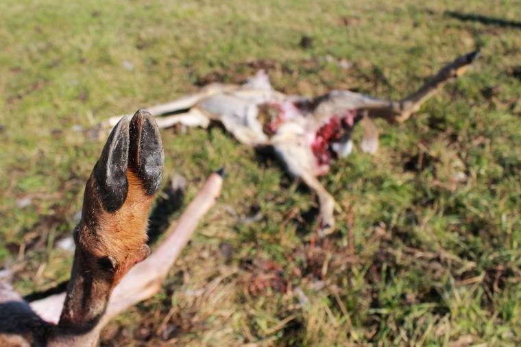 Amellett, hogy őrzik a házat, vadakat ölnek a kutyák