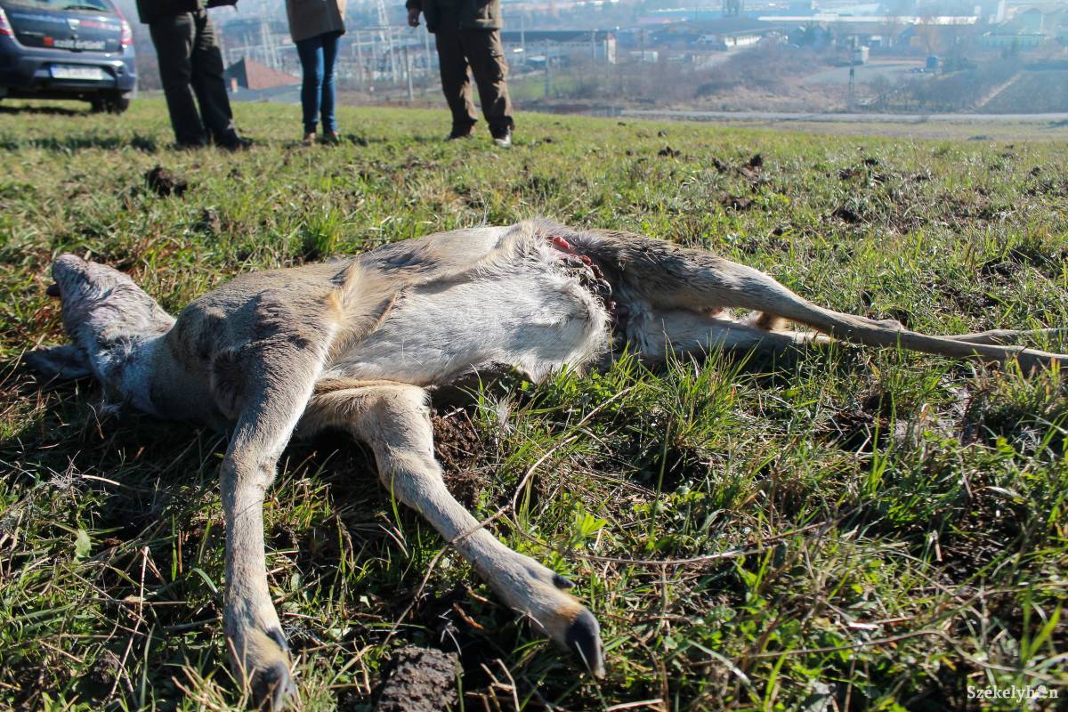 Az elgázolt vadak elpusztultak, húsukat sem lehet hasznosítani. •  Fotó: Pál Árpád