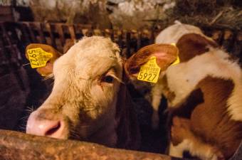 Szarvasmarhánként akár 900 euró támogatást is kaphatnak a biotechnológiát alkalmazó farmok, egyesületek