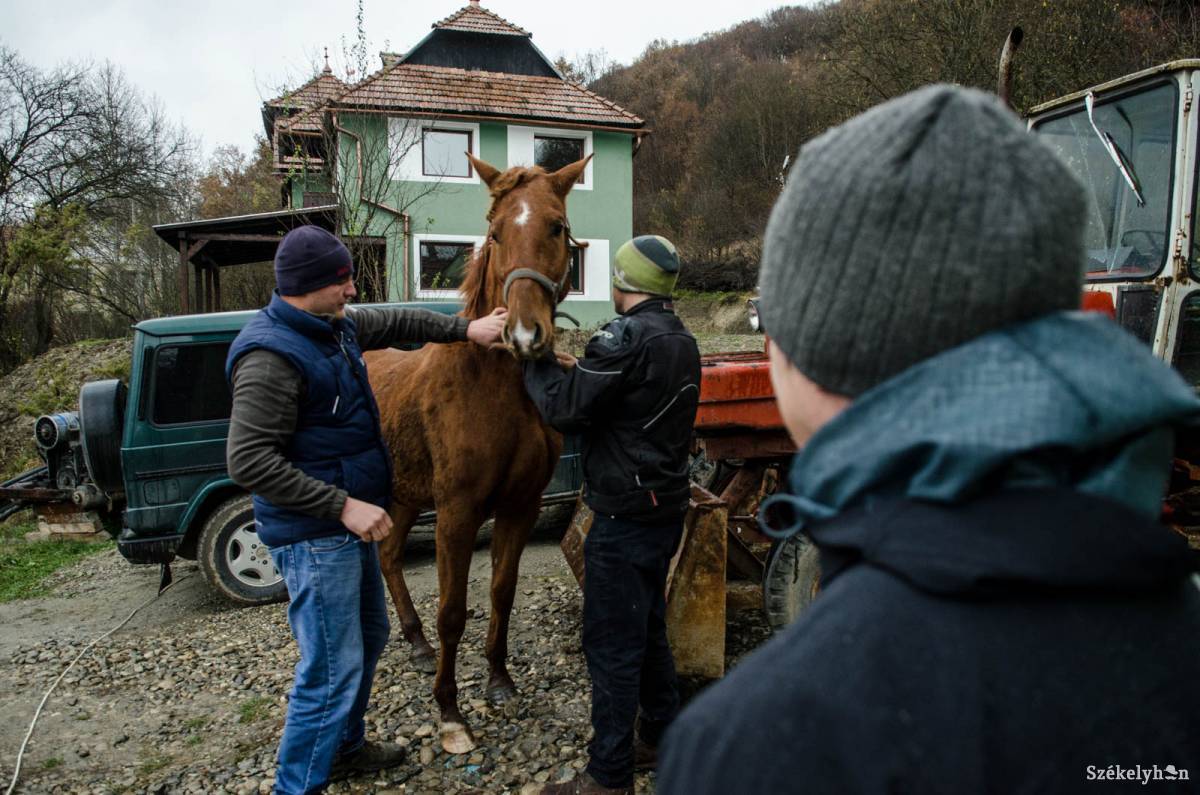 A lovakat kötelező ellenőrző vizsgálatra vinni. Illusztráció •  Fotó: Barabás Ákos