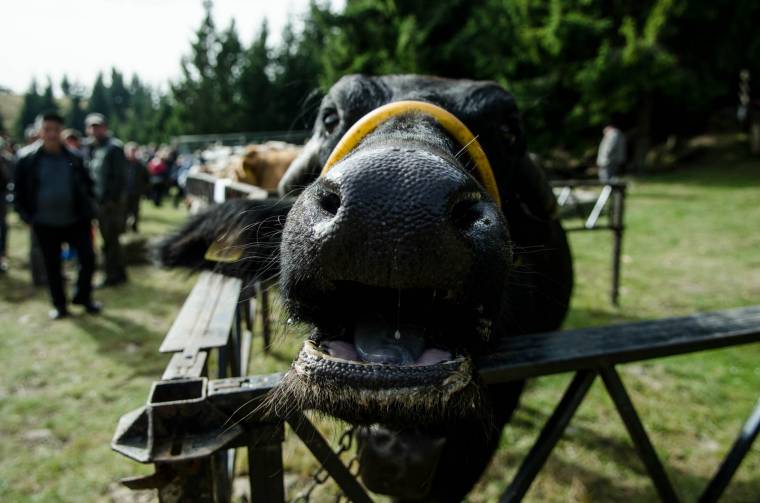 Állatvásárt tartanak hétvégén Felcsíkon