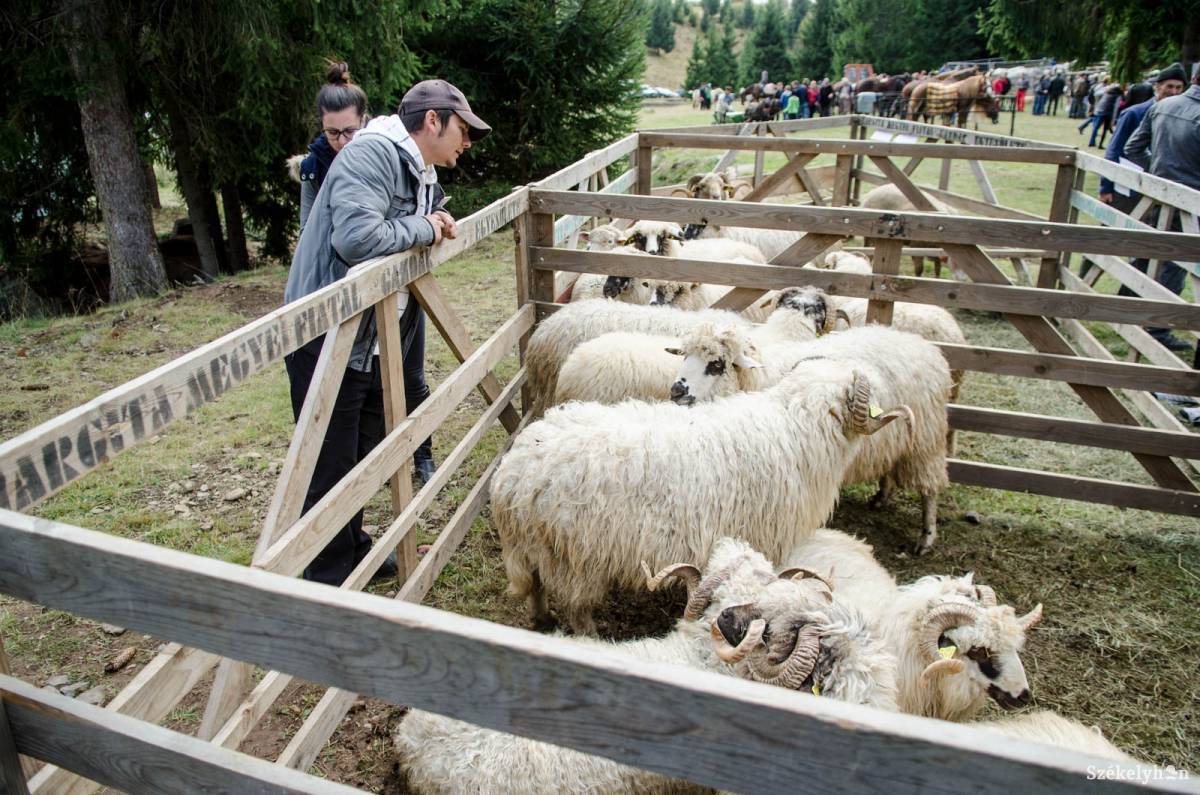 Állatvásár a székelyföldi Kápolnáson 2016-ban. Hargita megyében ma is lenne érdeklődés az újraindulásra •  Fotó: Barabás Ákos