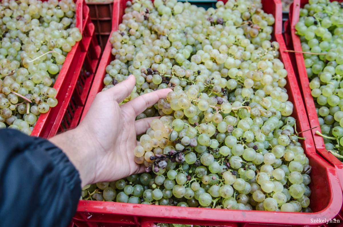 •  Fotó: Barabás Ákos