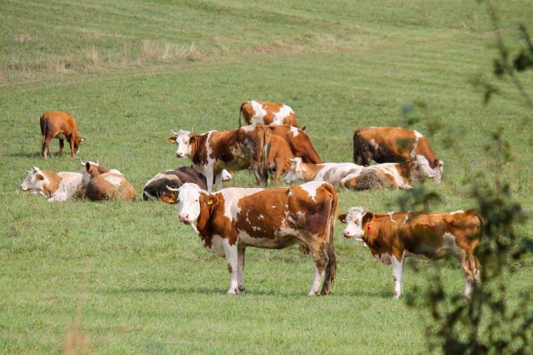 Nem sokáig porosodtak a húsmarhatartás támogatására vonatkozó kérelmek az APIA-nál