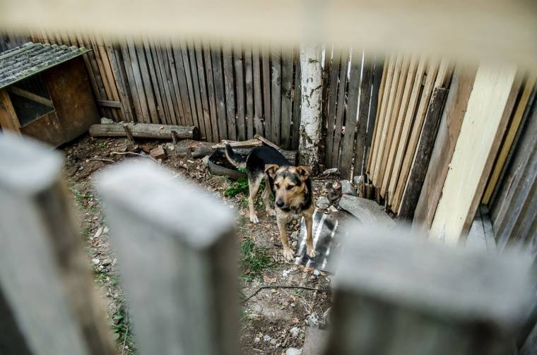 Állatrendőrség csaphat le a házi kedvenceket vagy más jószágokat bántalmazókra