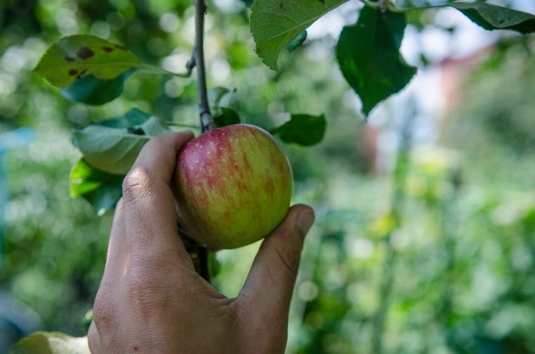 Friss gyümölcsöt szavazott meg a képviselőház az iskolásoknak