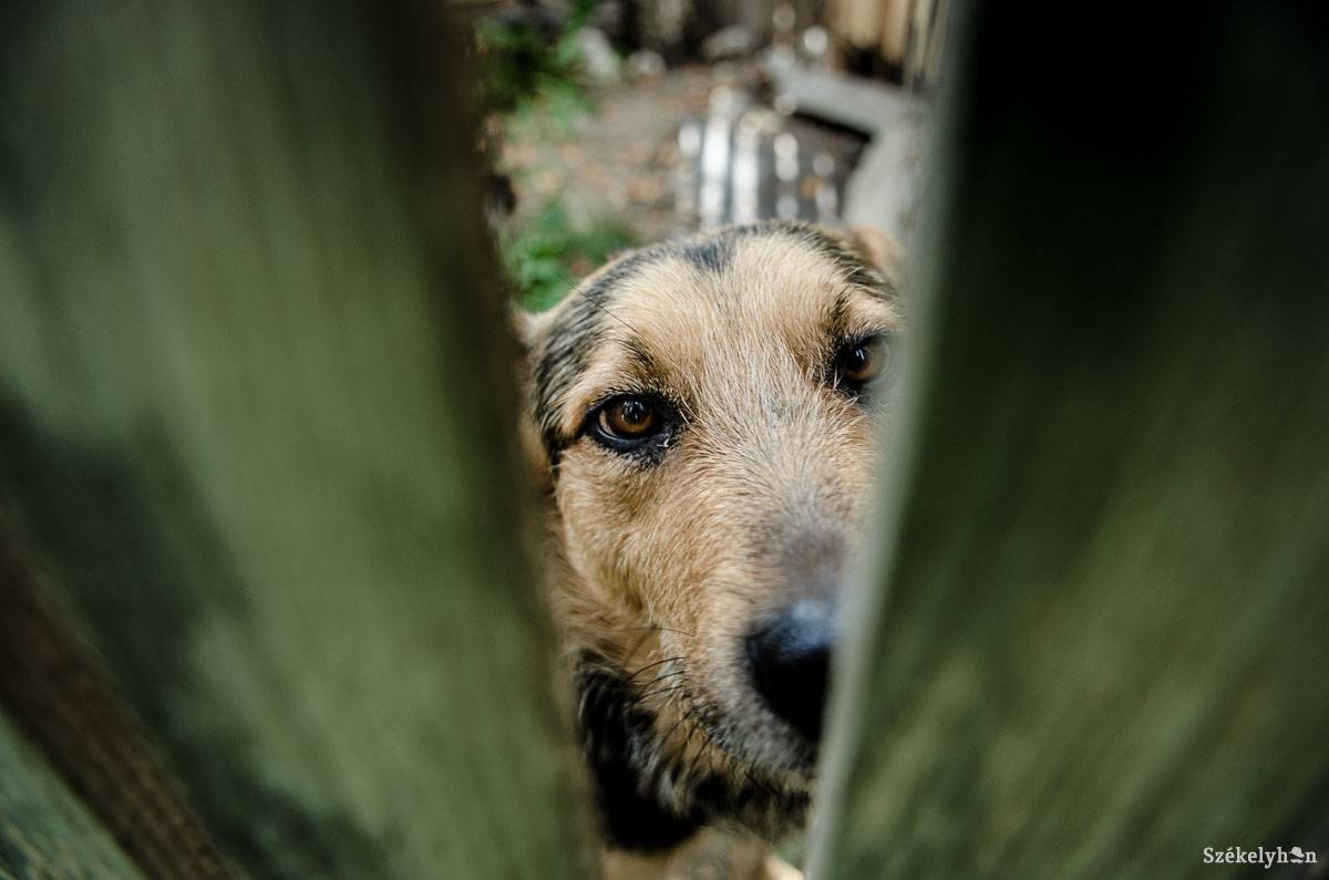 Az állatrendőrök elrendelhetik a bántalmazott, sérült, megkínzott állatok menhelyre szállítását •  Fotó: Barabás Ákos