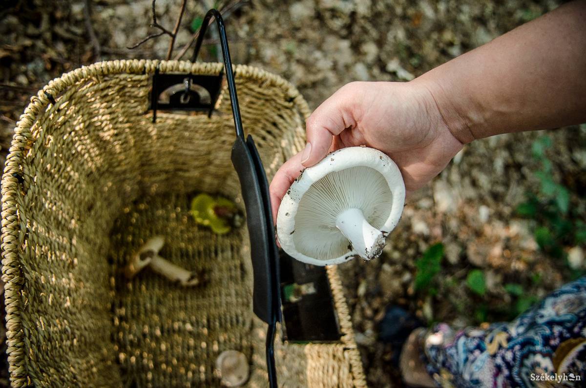 &bullet;  Fotó: Barabás Ákos