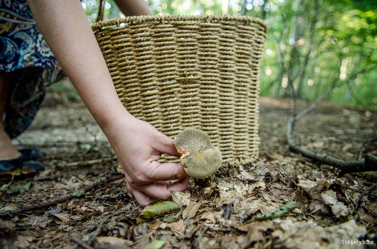 • Fotó: Barabás Ákos