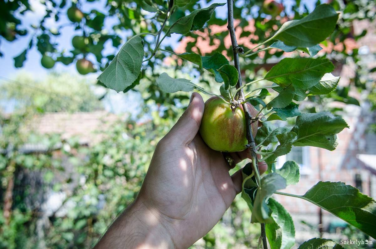Pénzügyi szempontból a szokásosnál kissé gyümölcsözőbb év lehet az idei a gyümölcsössel rendelkezők számára •  Fotó: Barabás Ákos