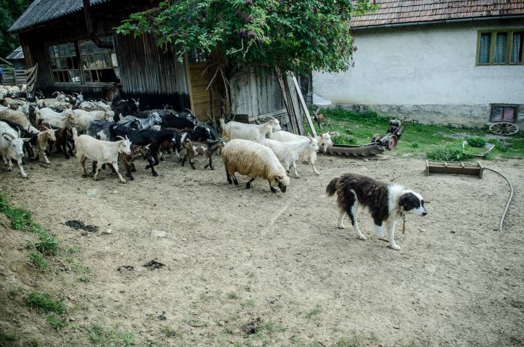 Medvét elkergető juhászkutyákat mérgeztek meg Zetalakánál