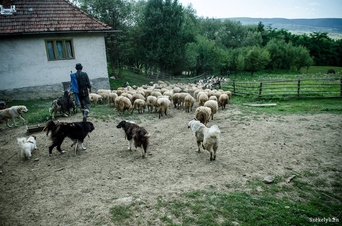 Azért is nehéz pásztort találni, mert a szakmának negatív társadalmi megítélése van •  Fotó: Barabás Ákos