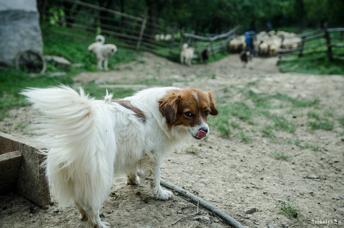 A kutyák és macskák kerülnek kapcsolatba leggyakrabban a veszettség fő, vadon élő vírushordozójával, a rókákkal, ezért fontos beoltatni azokat. Képünk illusztráció