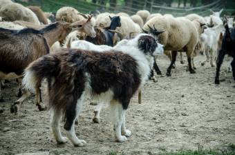 Azt kérik, hogy a pásztorkutyák is kerüljenek munkakutyastátusba