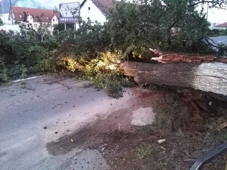 Az úttestre dőlt egy körtefa Székelyudvarhelyen