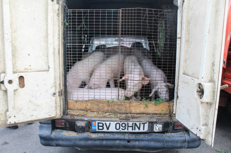 Áron alul sem viszik Udvarhelyen a malacokat