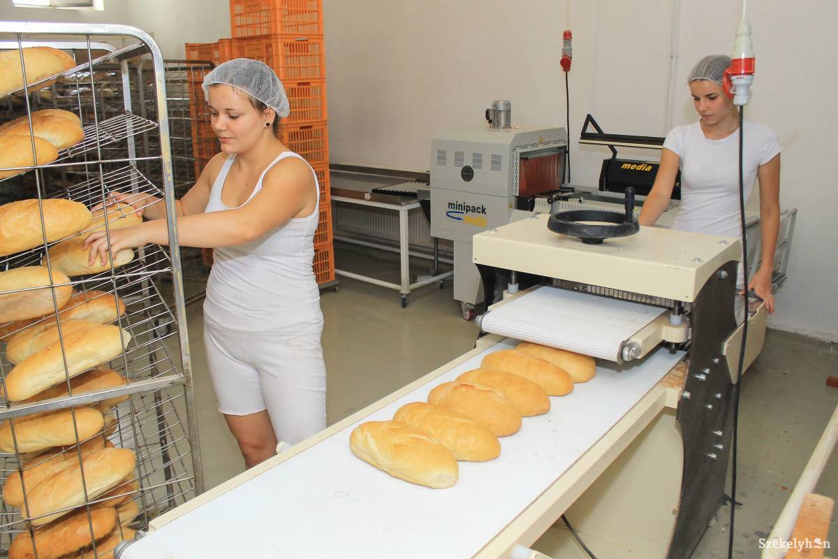 Diákok munkavégzés közben. Megkereshetik a fesztiválra valót •  Fotó: Pál Árpád