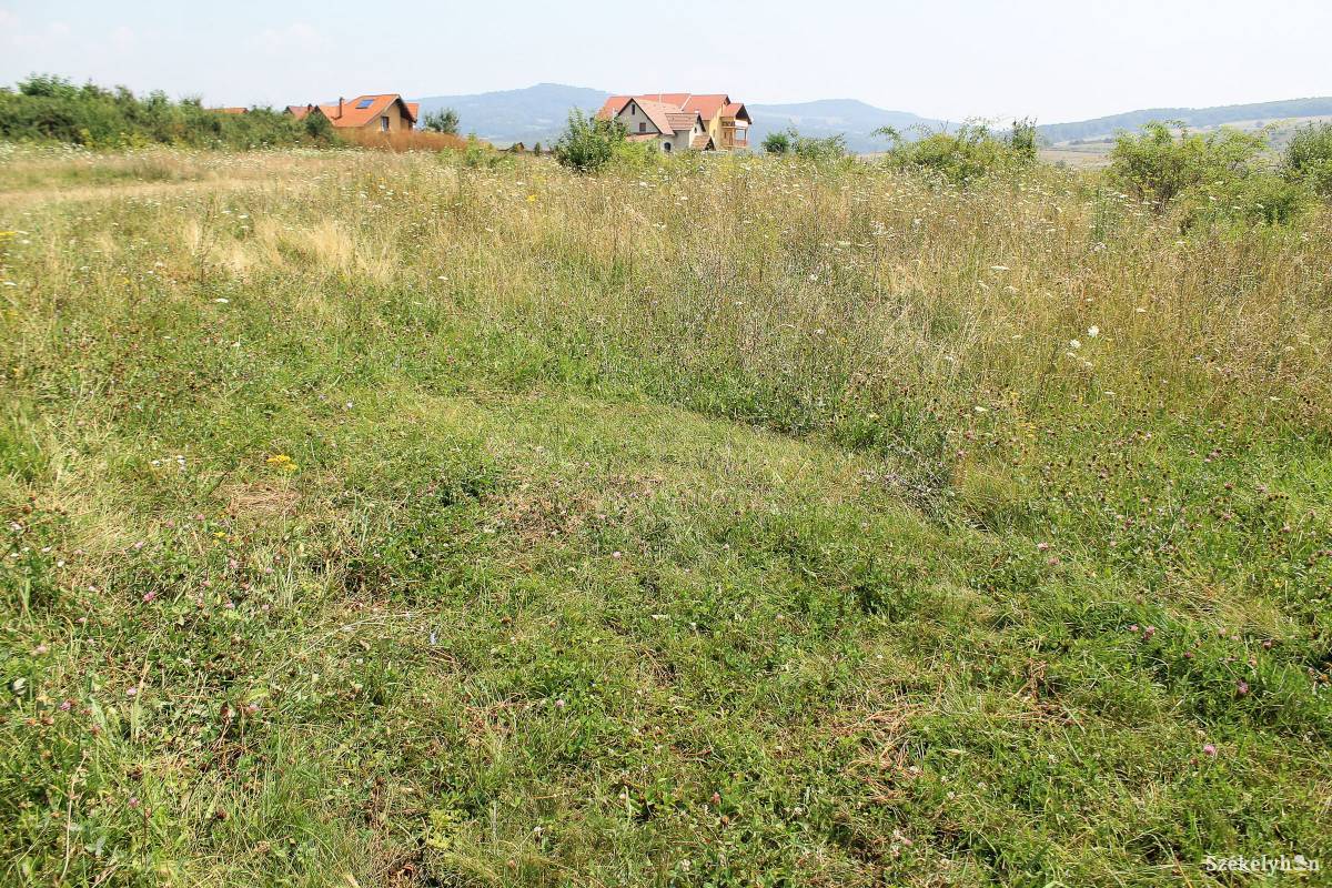 Kaszálás foltokban. Rendszerű, hogy egyszerre csak kisebb mennyiséget visznek el a tolvajok. Képünk illusztráció •  Fotó: Pál Árpád