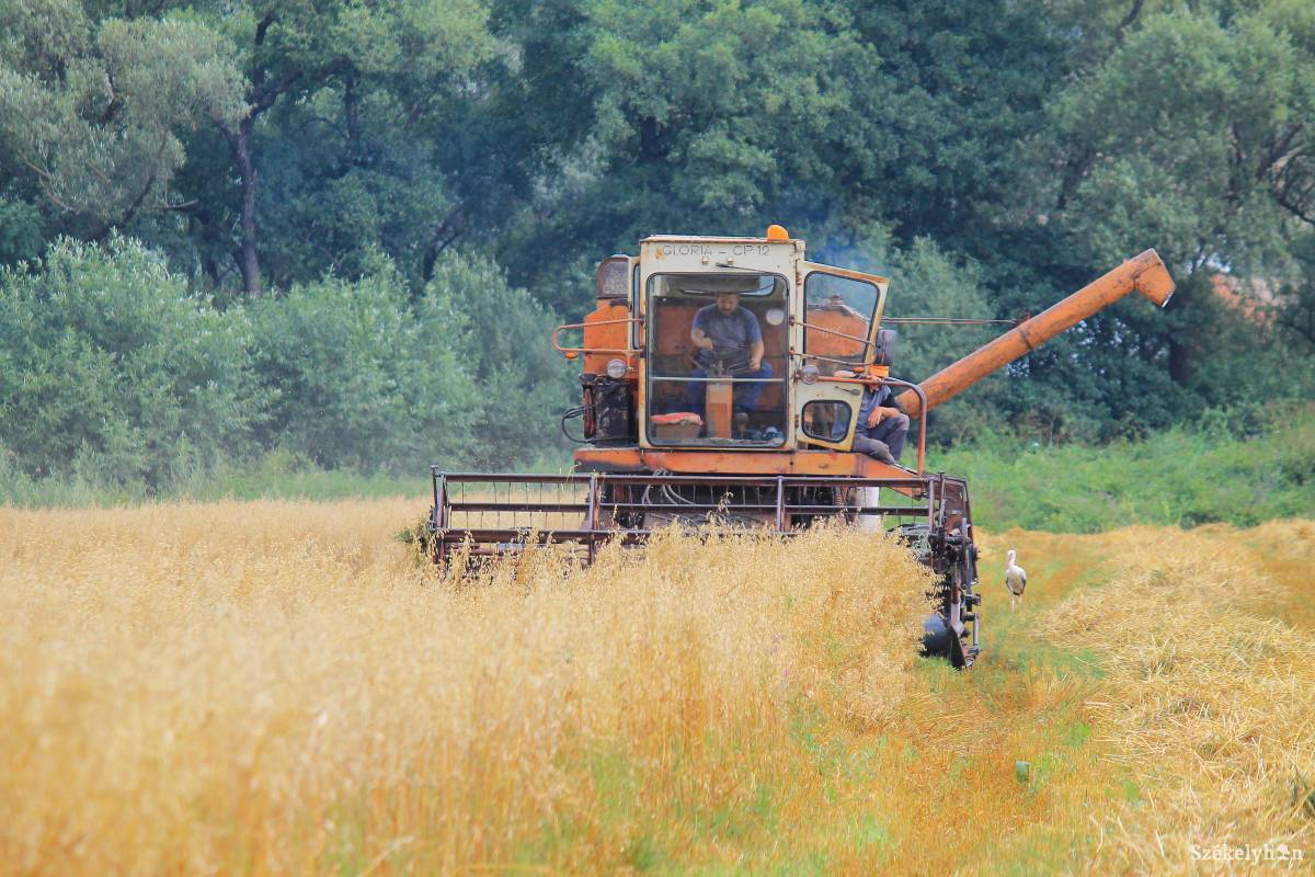 A szeszélyes időjárás ellenére jó az idei gabonatermés &bullet;  Fotó: Pál Árpád